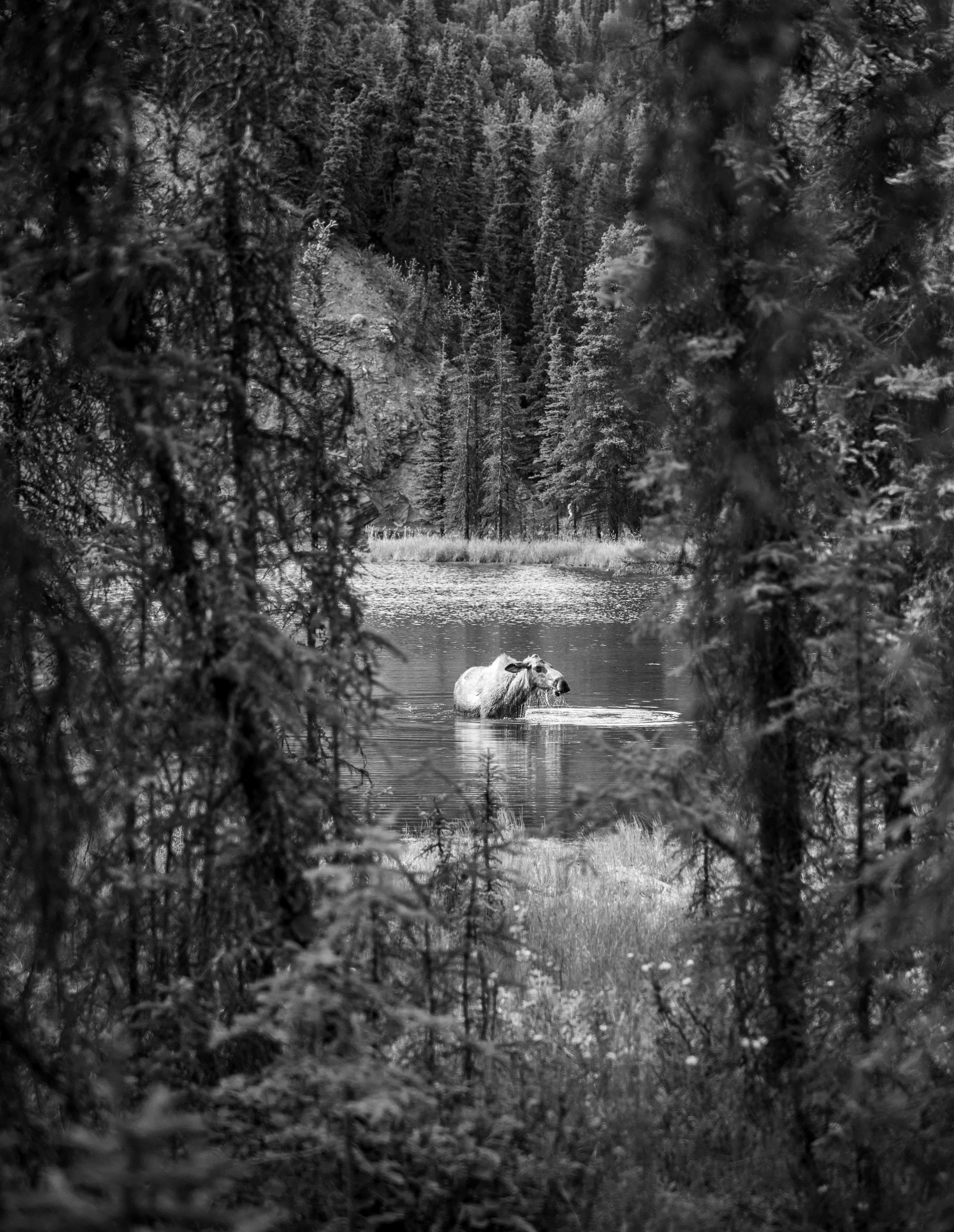 Moose wading through a forest pond
