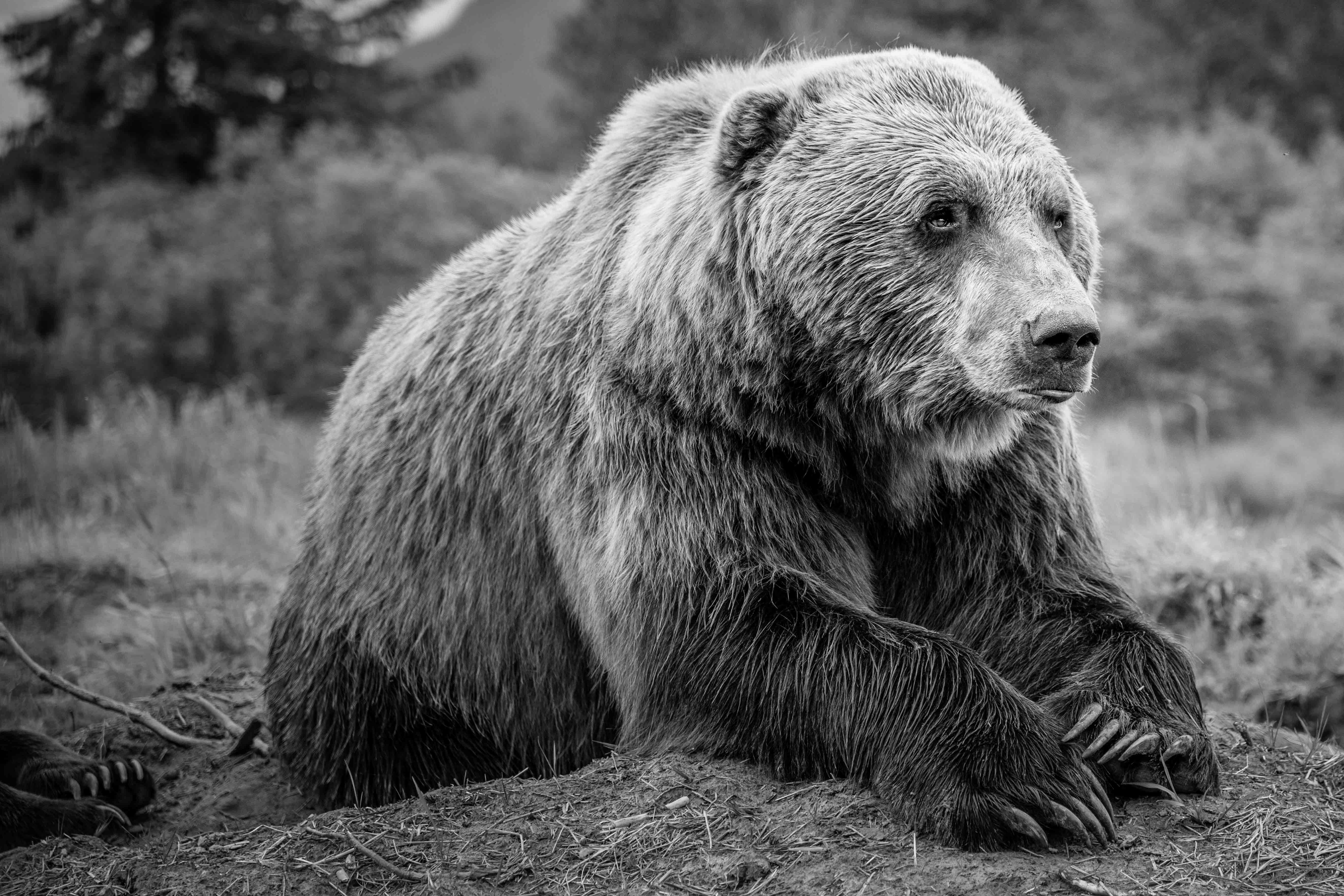 Grizzly bear resting on earth