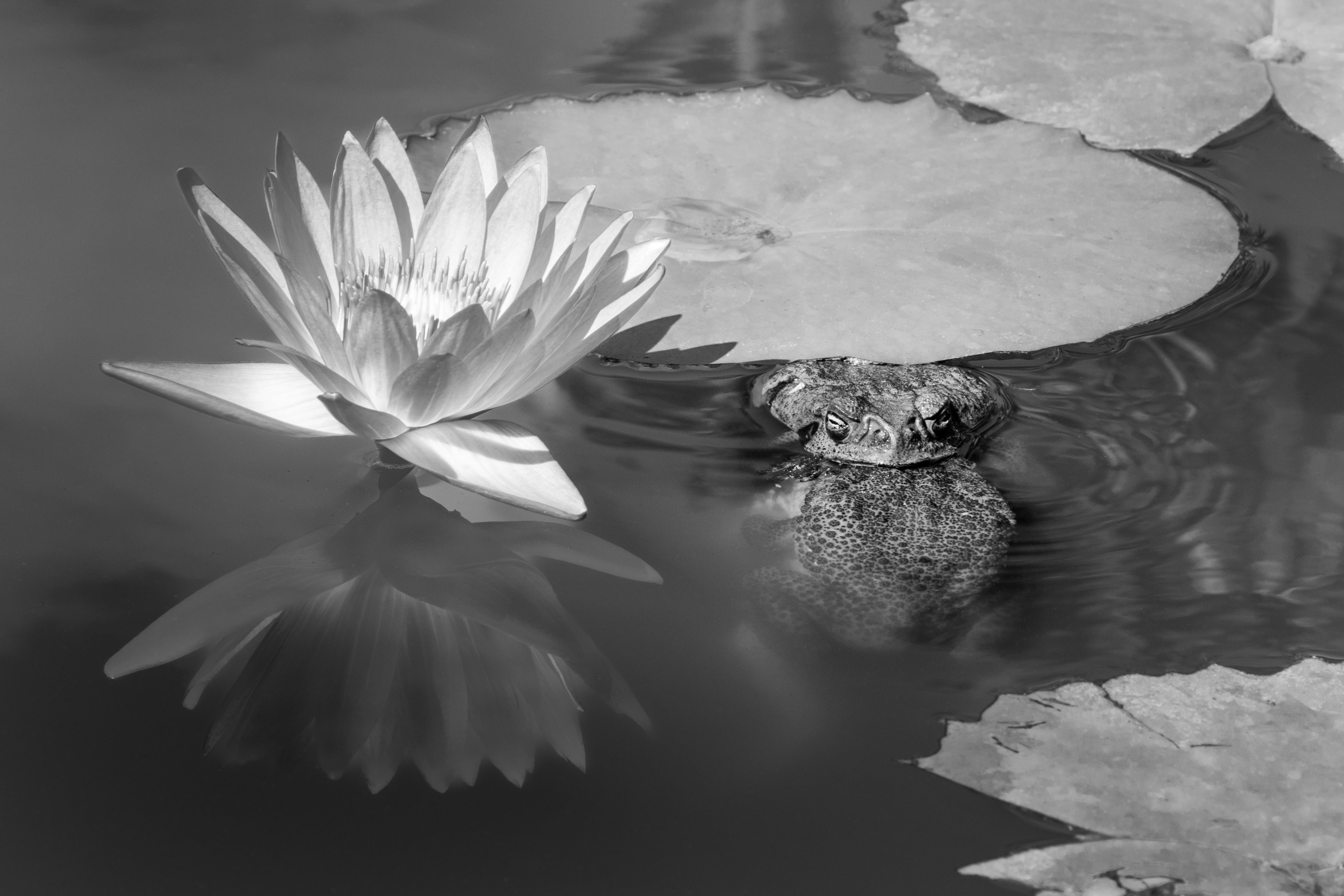 Frog beside a water lily in a dark pond